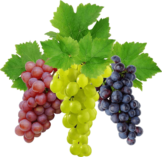 wine-grape-fruit-food-grape-png-image-download-picture-2f54ce81ccdfe1960fdceb5c2168dccc